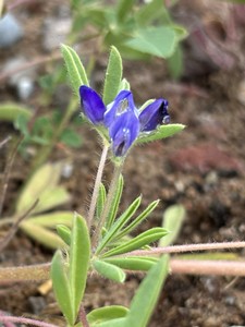 Lupinus kingii